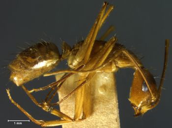 Media type: image; Entomology 21466   Aspect: habitus lateral view